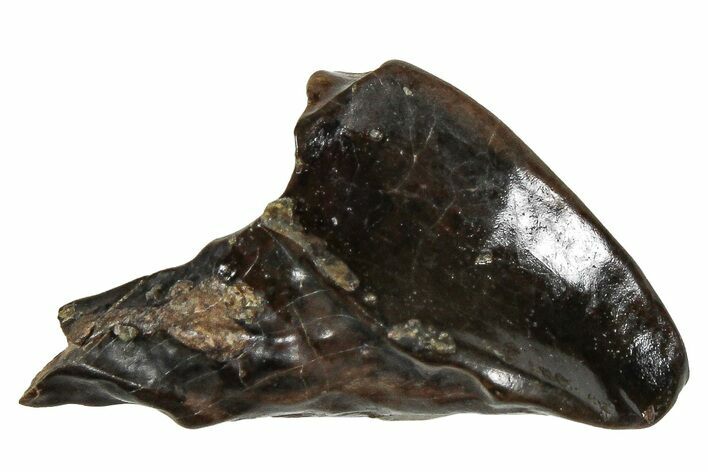 Unworn Triceratops Tooth w/ Partial Root - Montana #251924